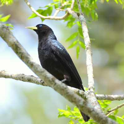 Solitary Cacique